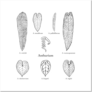 Anthurium Posters and Art